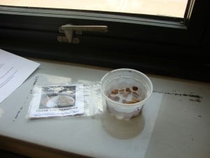 Soaking the jicama seeds overnight.