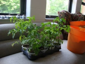 Mr. Stripey tomato plants.