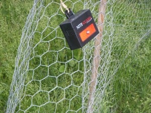 Light is not motion activated by animal, instead it flashes continuously from dusk until dawn.