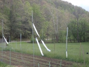 Repellent tape in our community garden.