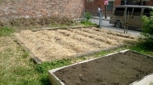 Sweet Potatoes are in the ground! YUM.