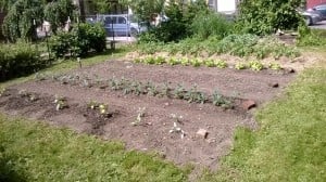 Pantry Garden growing strong!