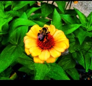 Bee