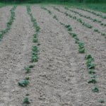 Rows and rows of cabbages