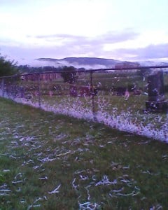 shredded paper in cemetery fence 