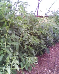 high tunnel tomatoes