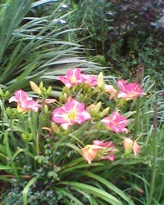 Pretty daylilies a member gave me a few years ago.