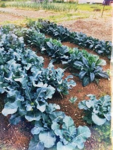 Brassicas ready for harvest!