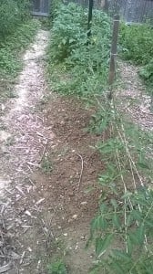 David & Sandy Freyman garden photo