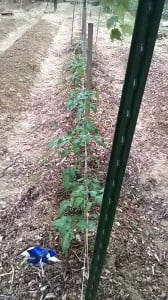 David & Sandy Freyman garden photo
