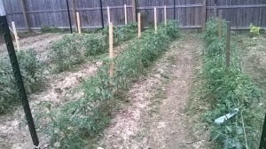 David & Sandy Freyman garden photo