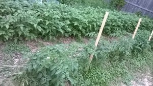 David & Sandy Freyman garden photo