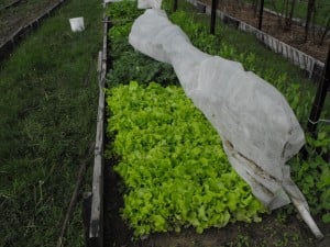 Elaine & Arvil Brown's garden