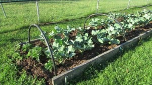 Elaine & Arvil Brown's garden