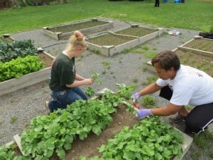 Harvesting radishes; May 2014