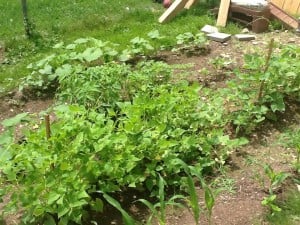 Judy's Garden, LEAD-Logan Participant.