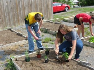 Planting Herbs May 2014