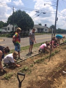 Planting Marigolds next to pole beans 6.4.14
