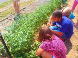 Tech GYRLS Harvesting Peas