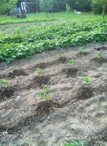 garden from Sherrie Borwning 2014 01