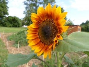 SAMSUNG CAMERA PICTURES