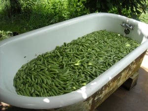 Blue Door Garden Peas get a bath