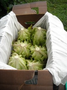 Blue Door Lettuce packed for market