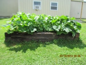 PWO Garden Photo