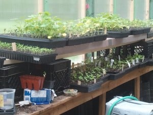 Big Ugly green house and organic plants that we started from seeds.