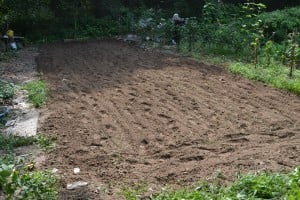 tilled ground for late crops