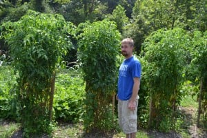 members nice tall tomato plants