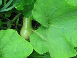 Compost pile winter squash Big Ugly, August 2014