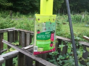 Effective for Japanese Beetles