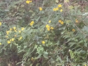 Wild Helianthus