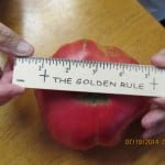 William and Gail Mills tomatoes