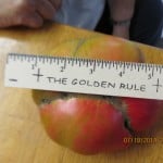 William and Gail Mills tomatoes