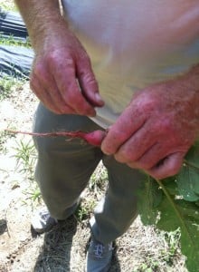 Don cleaning a radish to share w/us in the garden. His soil does really well w/root crops.