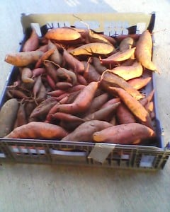 30lbs of sweet potatoes 1/2 of what we dug.