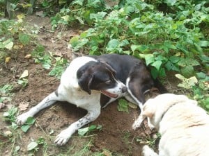 Betty Lou and Maggie likes the beans.