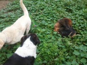 Dogs and sweet potatoes