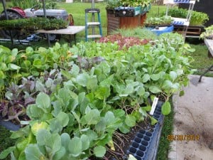 Plants ready to go in the groud.