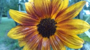 Nothing says summer like a sunflower.