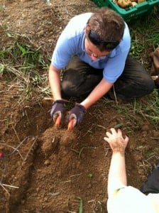 Prepare for fall brassicas 2