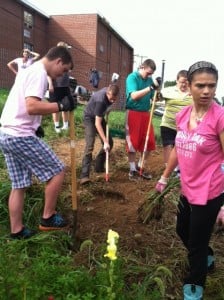Prepare for fall brassicas