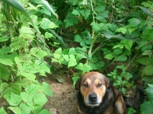 Roy wants corn with his beans.