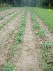 Chad's Hope garden- rows and rows of peas! Some are blossoming already. 