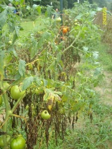 Just a few of the many, many beautiful tomatoes growing! 