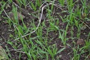 cover crop wheat and rye