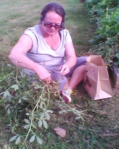 Phyllis picking Peanuts