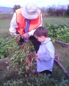 Casey and son picking peanuts off the vine